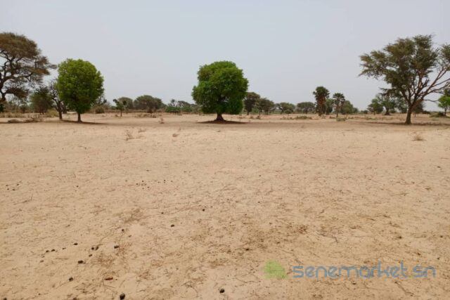 terrain-de-158-hectare-vers-tassette-big-2