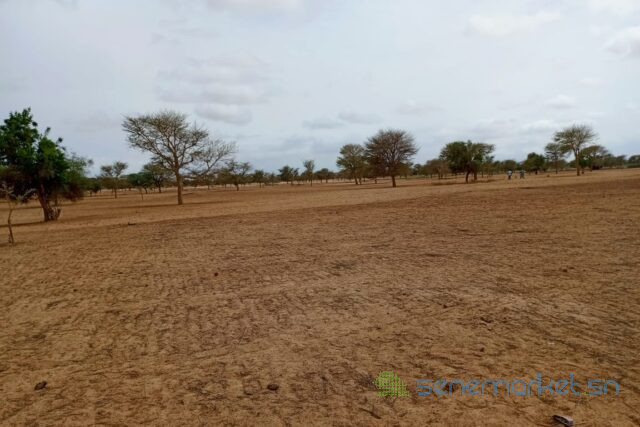 terrain-de-515-hectares-vers-keur-samba-kane-big-1