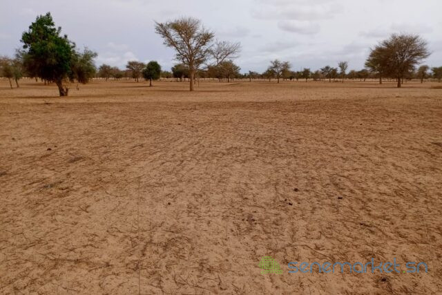 terrain-de-515-hectares-vers-keur-samba-kane-big-2