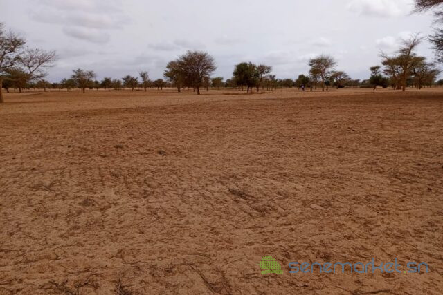 terrain-de-515-hectares-vers-keur-samba-kane-big-0