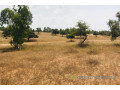 terrain-de-52-hectares-vers-diokoul-diawrigne-small-2