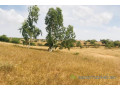 terrain-de-52-hectares-vers-diokoul-diawrigne-small-1