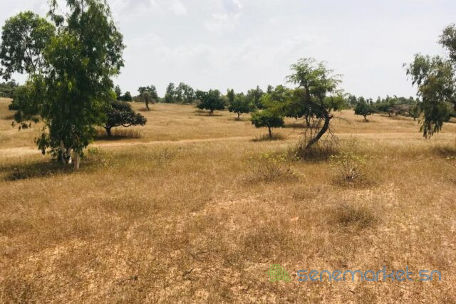 terrain-de-52-hectares-vers-diokoul-diawrigne-big-2