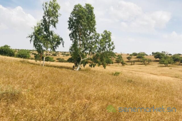 terrain-de-52-hectares-vers-diokoul-diawrigne-big-1