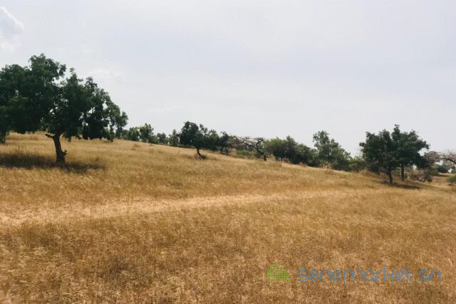 terrain-de-52-hectares-vers-diokoul-diawrigne-big-0
