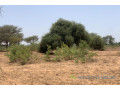 terrain-de-527-hectares-vers-notto-diobass-small-2