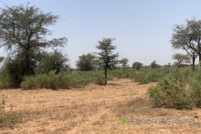 terrain-de-527-hectares-vers-notto-diobass-big-0