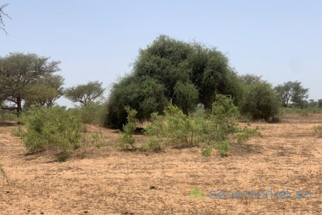 terrain-de-527-hectares-vers-notto-diobass-big-2