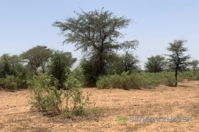 terrain-de-527-hectares-vers-notto-diobass-big-1