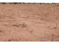 terrain-de-50-hectares-vers-nghaye-small-1