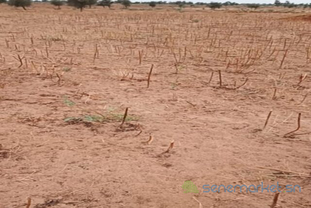 terrain-de-50-hectares-vers-nghaye-big-1