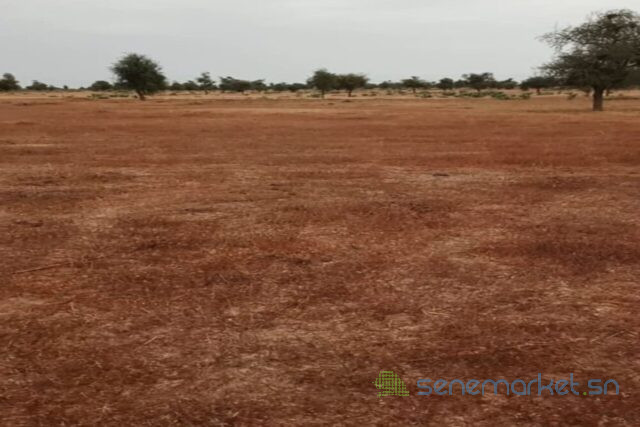 terrain-de-50-hectares-vers-nghaye-big-0