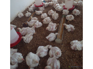 Poulets de chair