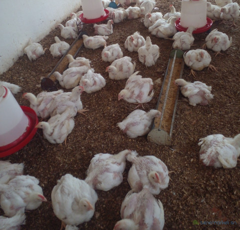 poulets-de-chair-big-0
