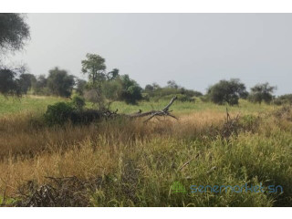 Terrain de 500 hectares vers Mbane