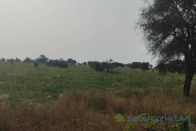 terrain-de-500-hectares-vers-mbane-big-1