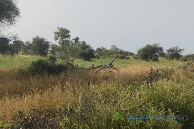 terrain-de-500-hectares-vers-mbane-big-0