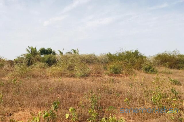 terrain-de-5791-m2-vers-diass-big-2