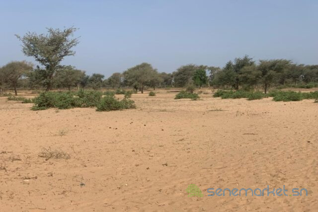 terrain-de-6-hectares-vers-touba-toul-big-2