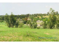 terrain-de-64-hectares-vers-diokoul-diawrigne-small-2