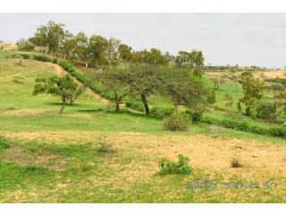 Terrain de 6,4 hectares vers Diokoul Diawrigne