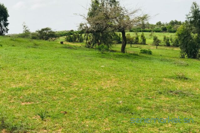 terrain-de-64-hectares-vers-diokoul-diawrigne-big-1