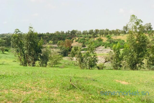 terrain-de-64-hectares-vers-diokoul-diawrigne-big-2