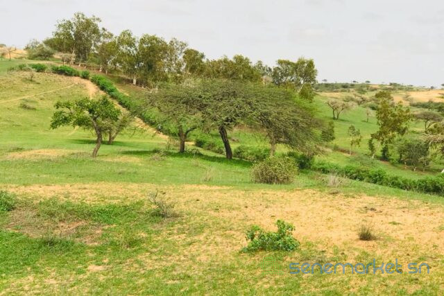 terrain-de-64-hectares-vers-diokoul-diawrigne-big-0
