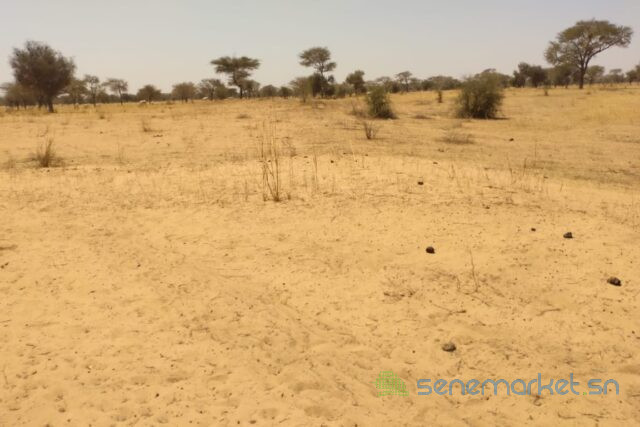 terrain-de-647-hectares-vers-sagata-big-0