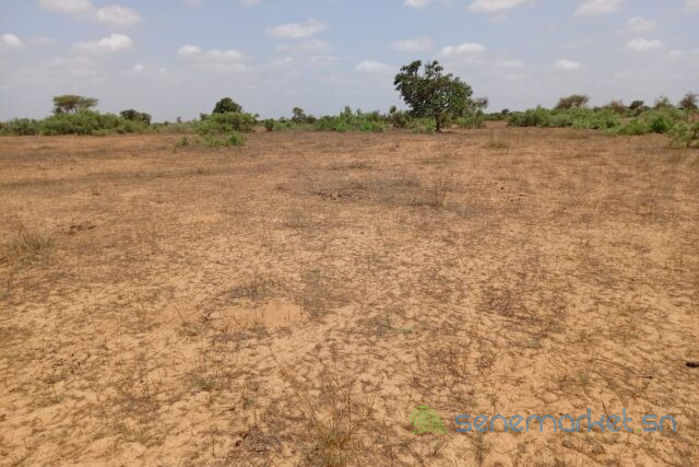terrain-de-661-hectares-vers-touba-toul-big-1