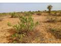 terrain-de-68-hectares-vers-nguidila-small-1