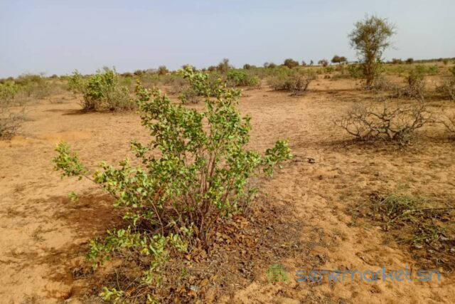 terrain-de-68-hectares-vers-nguidila-big-1