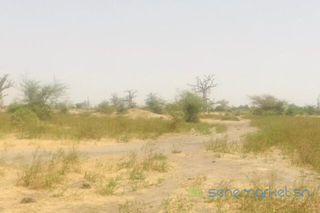 terrain-de-7-hectares-vers-ngueniene-big-2