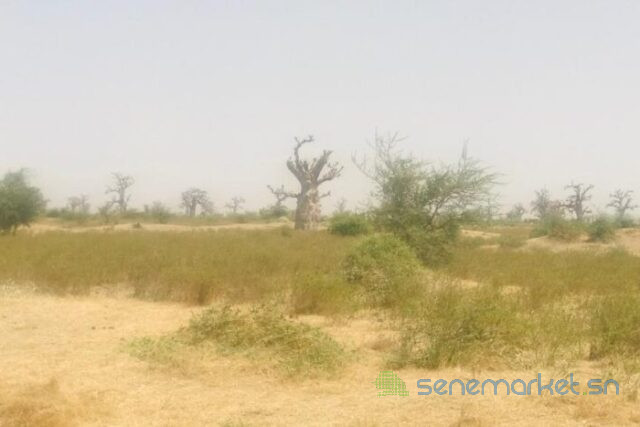 terrain-de-7-hectares-vers-ngueniene-big-1