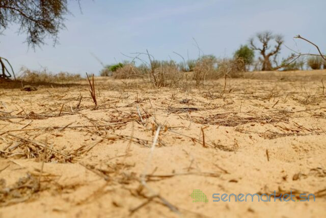 terrain-de-736-hectares-vers-kebemer-big-0