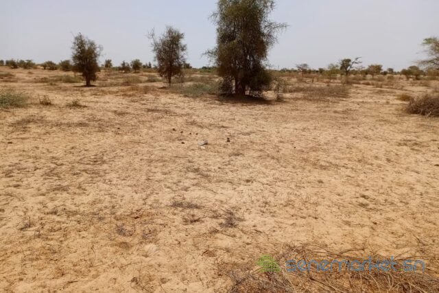 terrain-de-736-hectares-vers-kebemer-big-1