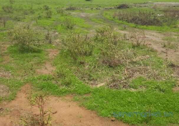 terrain-de-8-hectares-vers-mbodiene-big-1