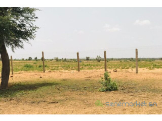 Terrain de 8 hectares vers Touba Toul