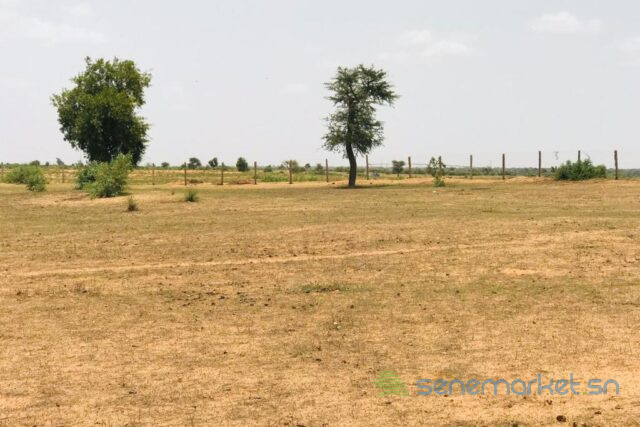 terrain-de-8-hectares-vers-touba-toul-big-1