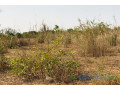 terrain-de-8472-m2-vers-cherif-lo-small-2