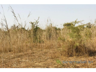Terrain de 8472 m² vers Cherif Lô