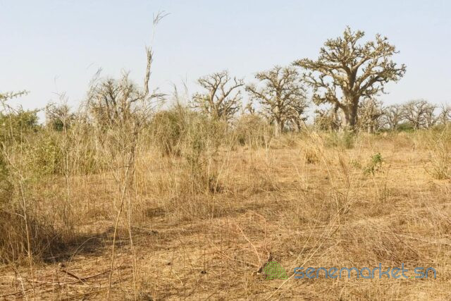 terrain-de-8472-m2-vers-cherif-lo-big-1