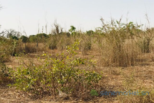 terrain-de-8472-m2-vers-cherif-lo-big-2