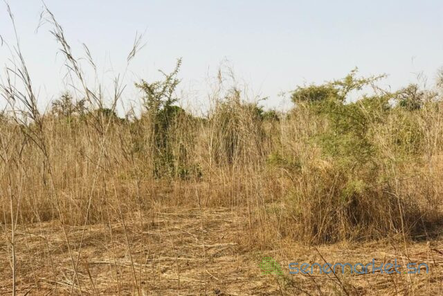 terrain-de-8472-m2-vers-cherif-lo-big-0
