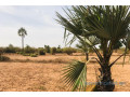 terrain-de-8761-m2-vers-diass-small-1