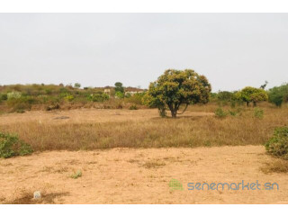 Terrain de 8761 m² vers Diass
