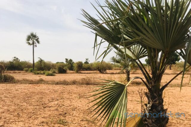 terrain-de-8761-m2-vers-diass-big-1