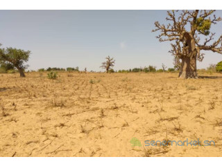 Terrain de 9 942 m² vers Sandiara