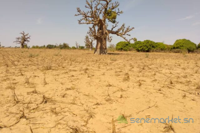 terrain-de-9-942-m2-vers-sandiara-big-1