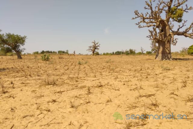 terrain-de-9-942-m2-vers-sandiara-big-0